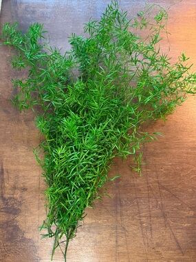 Sprengeri Asparagus Fern - Preserved Sprengeri Asparagus Fern Large Bundle